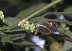 Ithomia agnosia zikani