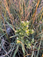 Symphyotrichum ciliatum