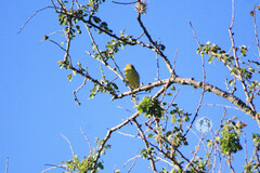 Piranga rubra