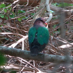 Chalcophaps longirostris