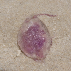 Pelagia noctiluca