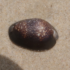 Monetaria caputserpentis