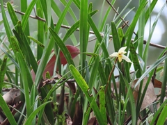 Maxillaria acuminata