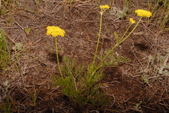 Harbouria trachypleura