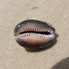 Monetaria caputserpentis