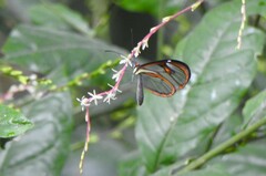 Ithomia agnosia zikani