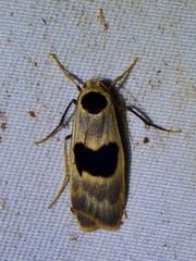 Teulisna plagiata