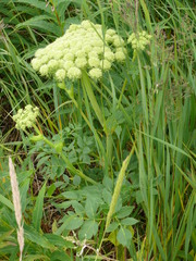 Angelica lucida
