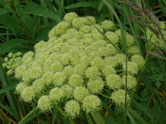 Angelica lucida