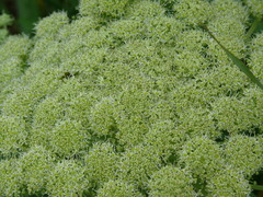 Angelica lucida