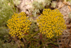 Harbouria trachypleura