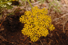 Harbouria trachypleura