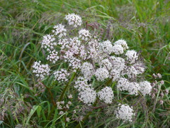 Cicuta virosa