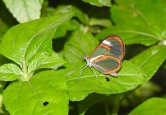 Ithomia agnosia zikani