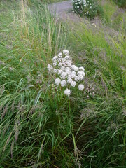 Cicuta virosa
