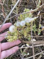 Symphyotrichum ciliatum