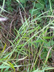 Cicuta virosa