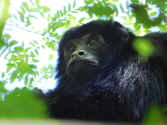 Alouatta caraya