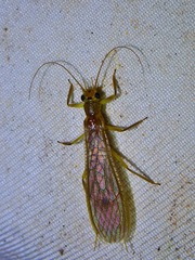 Perloidea