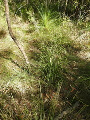 Macrozamia pauli-guilielmi