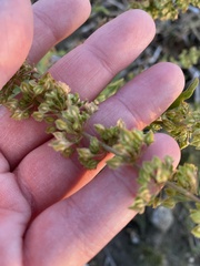 Rumex stenophyllus
