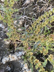 Rumex stenophyllus