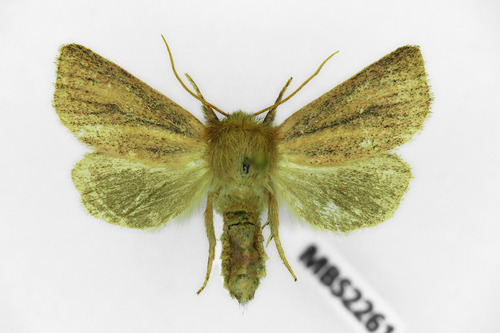 Small Wainscot