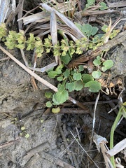 Rumex stenophyllus