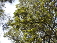 Banksia integrifolia compar