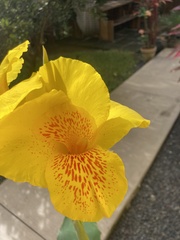 Canna × generalis