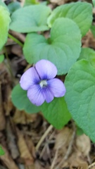 Viola cucullata