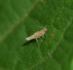 Cosmopterigidae