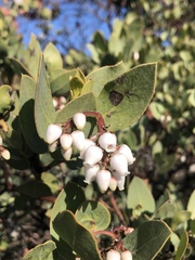 Arctostaphylos rainbowensis