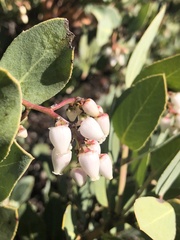 Arctostaphylos rainbowensis