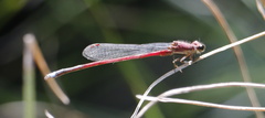 Oxyagrion