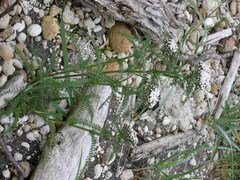 Achillea millefolium borealis