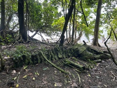 Megaptera novaeangliae