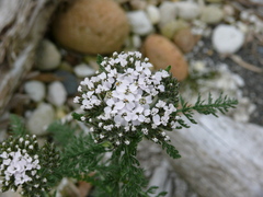 Achillea millefolium borealis