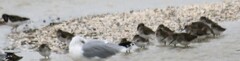 Calidris alpina