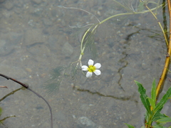 Ranunculus trichophyllus