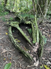 Megaptera novaeangliae