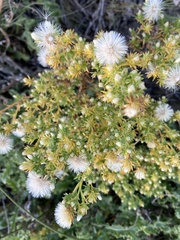 Symphyotrichum ciliatum