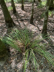 Carex joorii