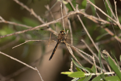 Hemicordulia continentalis