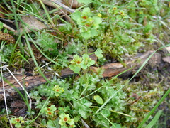 Chrysosplenium tetrandrum