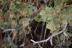 Arctostaphylos mewukka