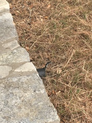 Masticophis taeniatus girardi