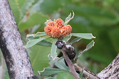 Banksia ornata