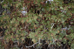Arctostaphylos mewukka