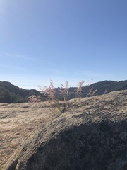 Melinis repens repens